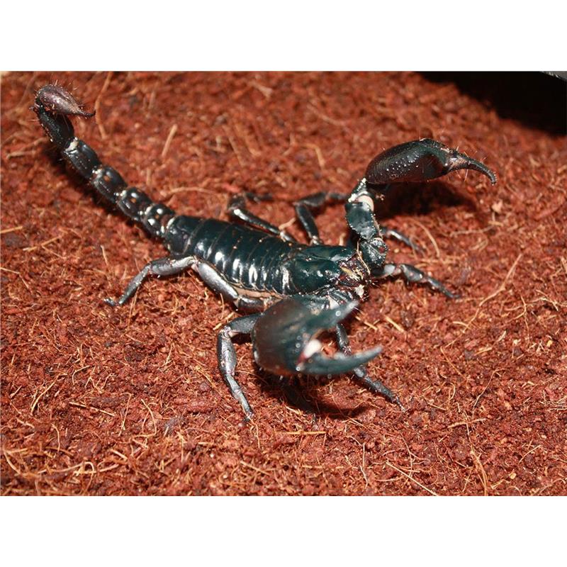 Scorpion Heterometrus spiniferus (Giant Forest Scorpion) - imagine 5